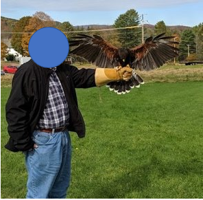 Harris' Hawk coming in for a landing