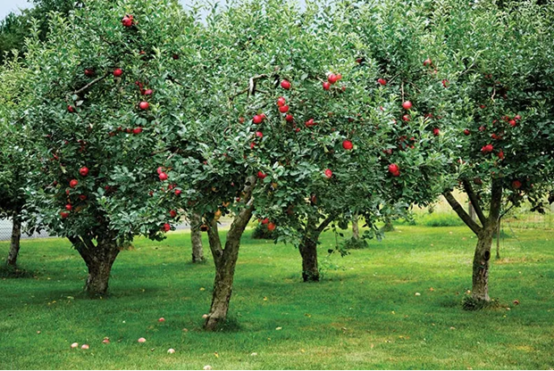 Under The Apple Tree