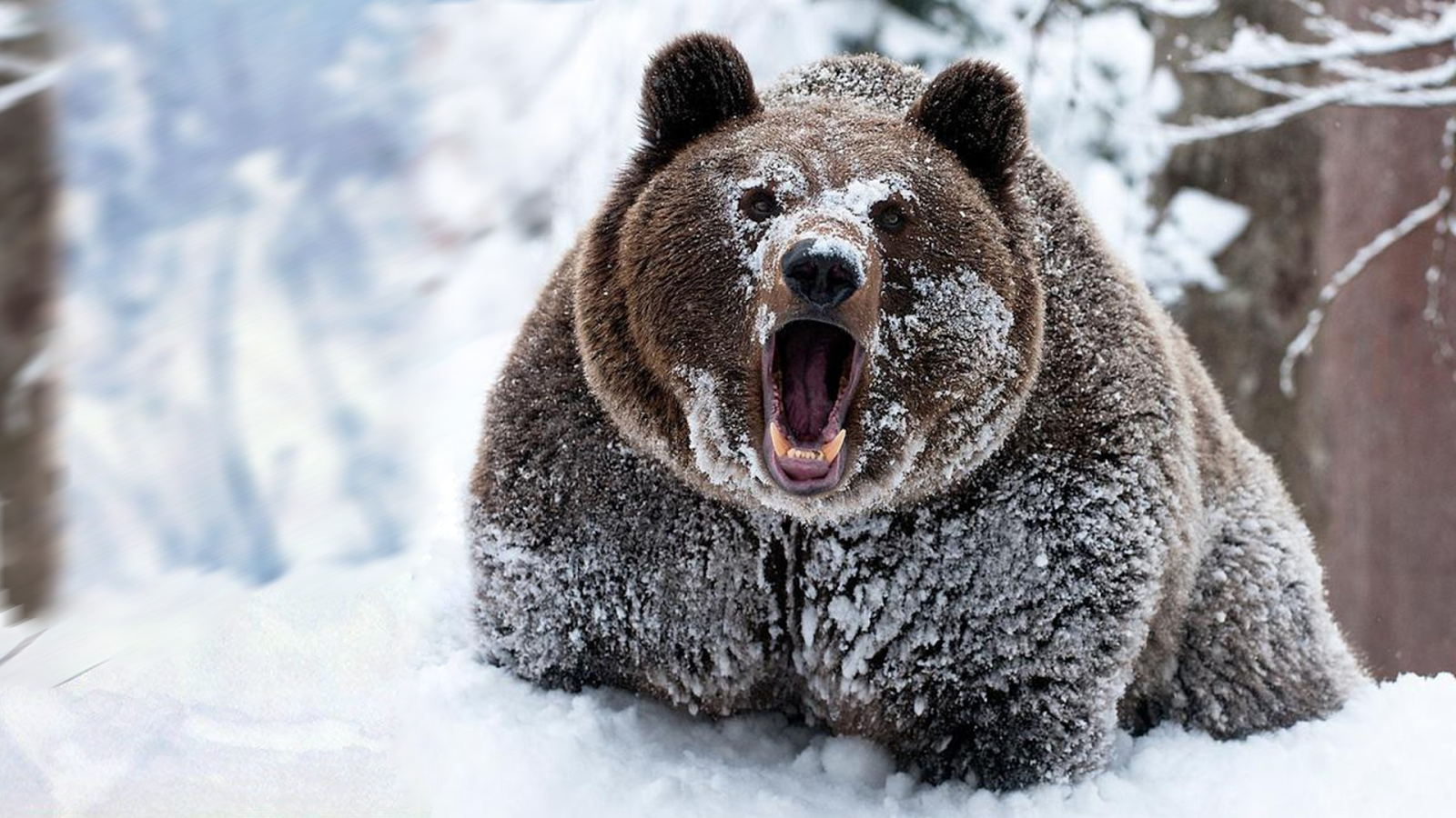 El Oso Cocaína