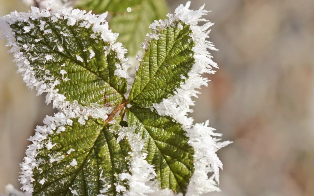 IFLA:  The “Frosted Fields” Edition of the Horoscope for the Week of November 3